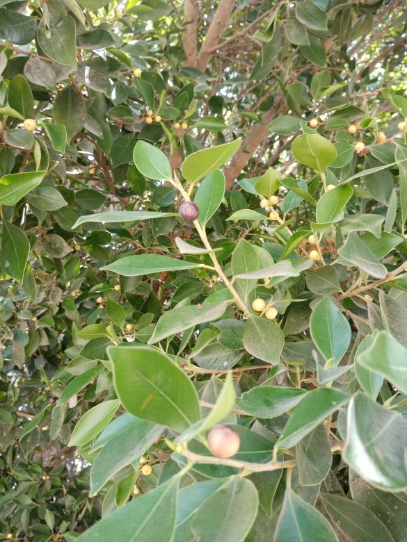 Free stock image of Mulberry tree  created by mahmoud osama