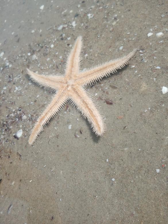 Free stock image of Starfish created by mahmoud osama