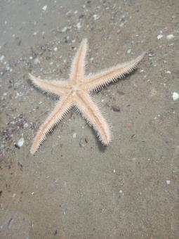 Starfish - Free Stock Photo
