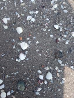 Small seashells on the beach