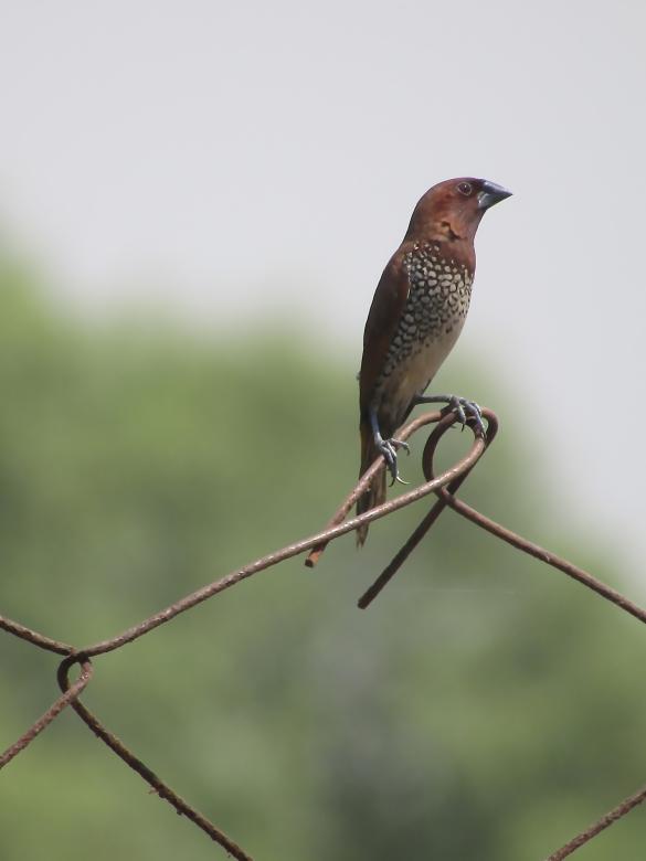Free stock image of Sally Breasted Munia created by sylvester alphonso