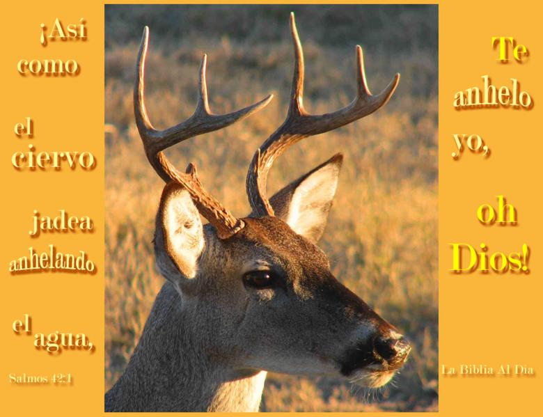 Free stock image of Deer portrait created by DFNatureAwed