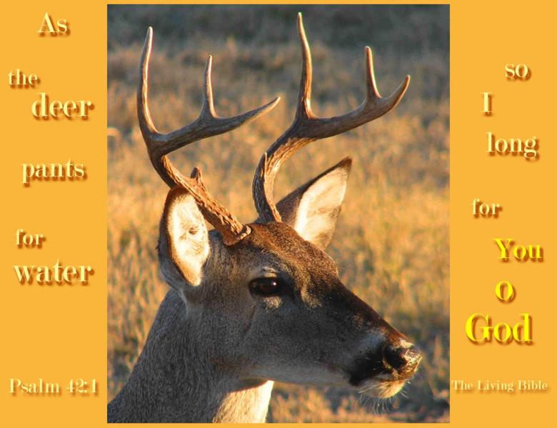 Free stock image of Deer portrait created by DFNatureAwed