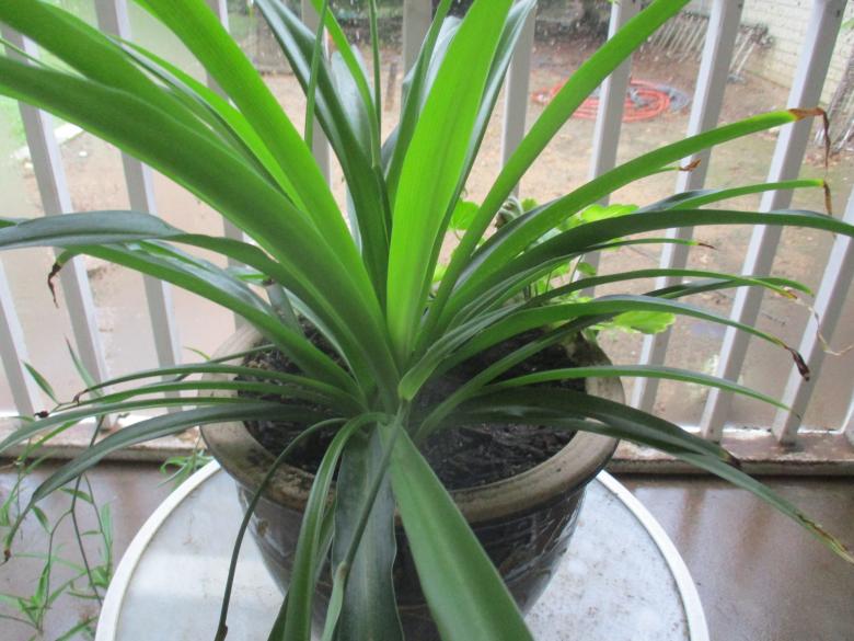 Free stock image of Potted plant created by jeremy paul melugin