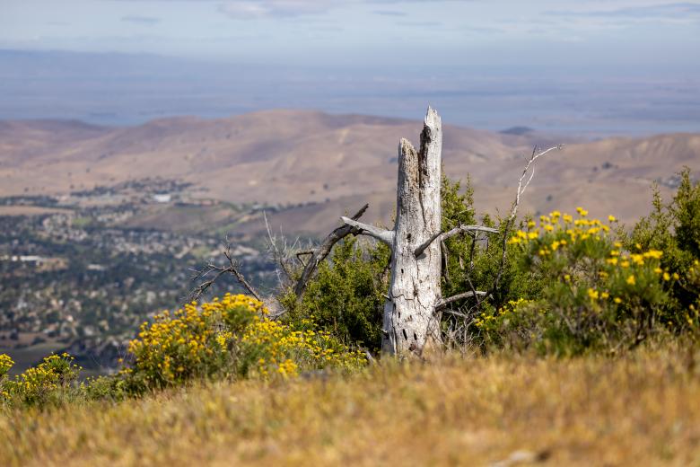 Free stock image of Broken tree trunk created by Matt Bango