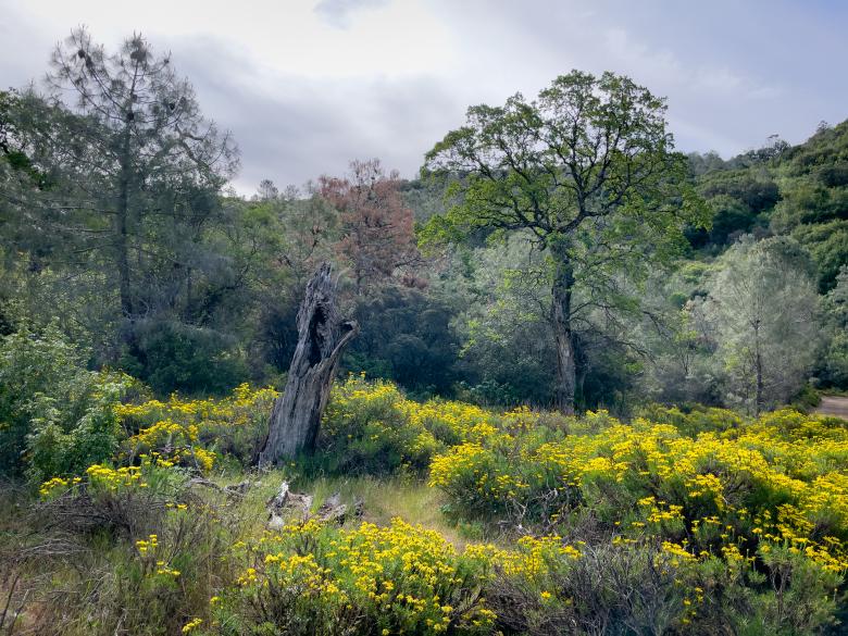 Free stock image of Wildflower landscape created by Matt Bango