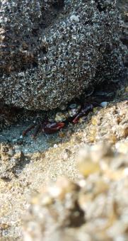 Sea lobster on the beach