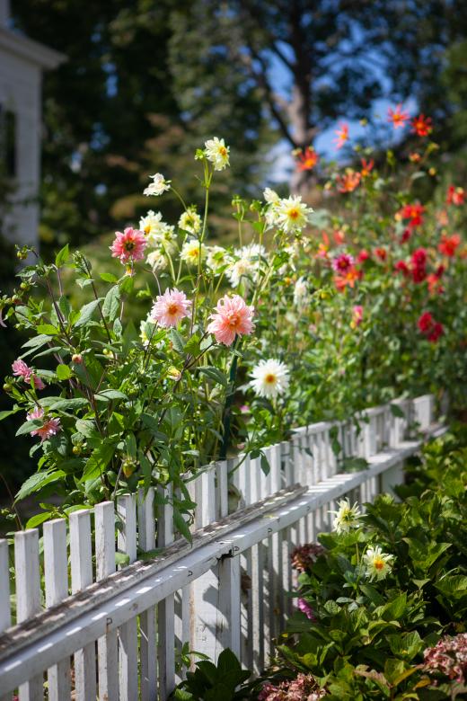 Free stock image of White fence and flowers created by Matt Bango