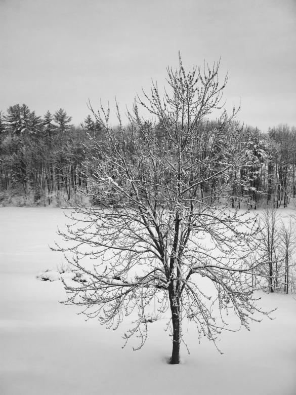 Free stock image of Tree after snowfall created by Secret Agency
