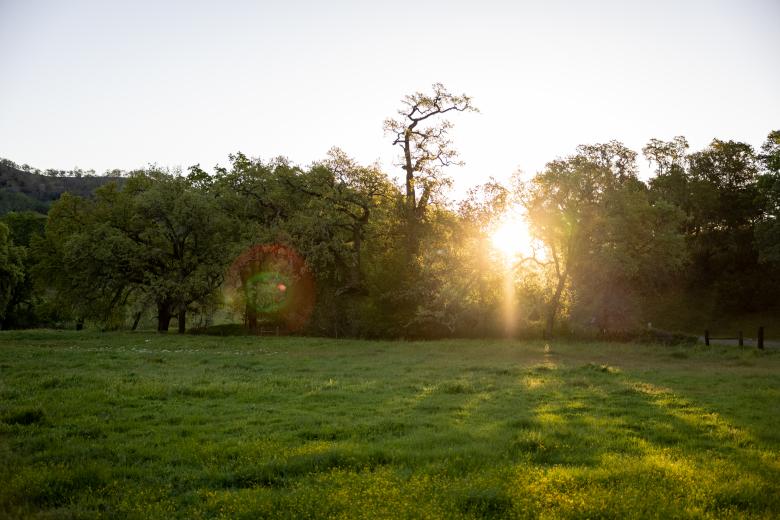 Free stock image of Sun through trees created by Matt Bango