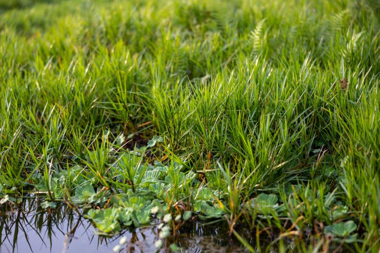 Free stock image of Tall green grass created by Matt Bango