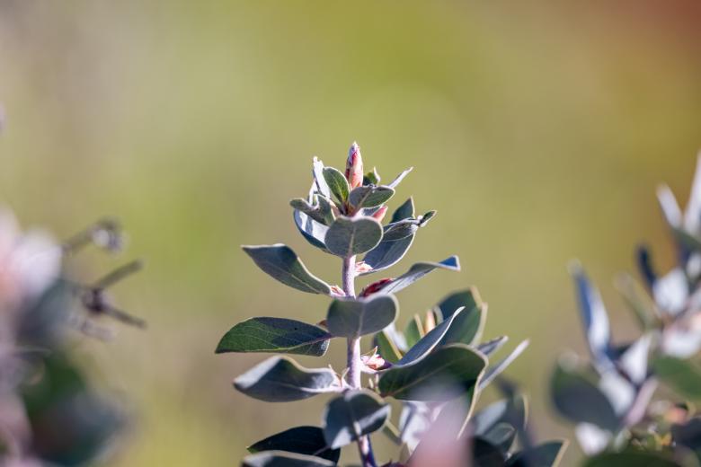 Free stock image of Wild green plant created by Matt Bango
