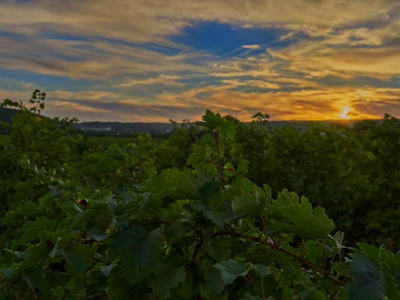Free stock image of Sunset over vineyards created by Teodor Costachioiu
