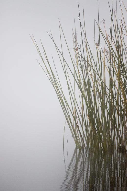 Free stock image of Tall Marsh Grass created by Matt Bango