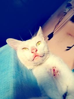 When my cat was sick