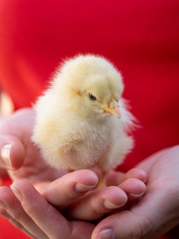 Free stock image of Young Chick in Human Hands created by Teodor Costachioiu