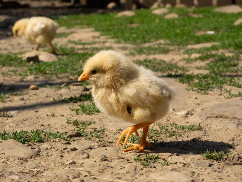 Free stock image of Chick on Farmyard Ground created by Teodor Costachioiu