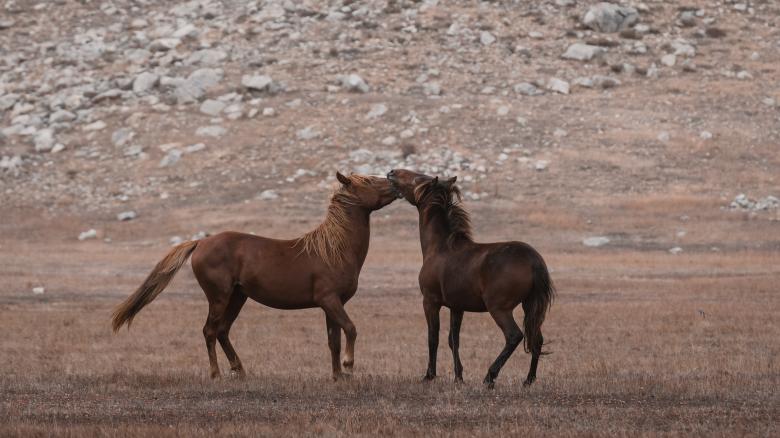 Free stock image of Wild Horses in Nature created by Ahmet Yuksek