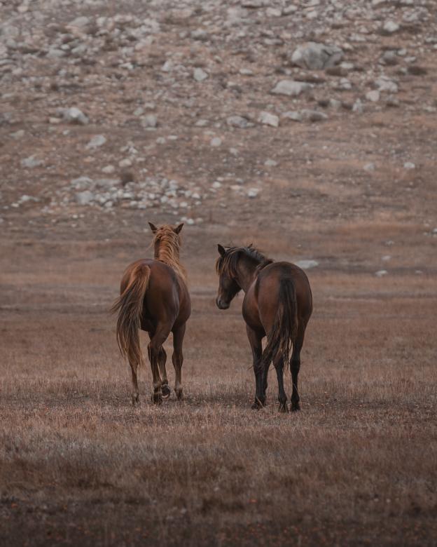 Free stock image of Horses Roaming Freely created by Ahmet Yuksek