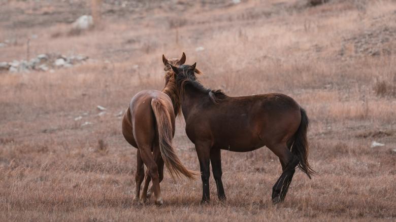 Free stock image of Wild Horses created by Ahmet Yuksek