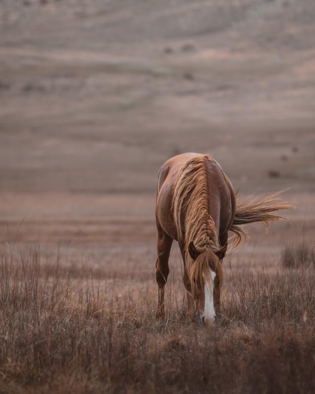 Free stock image of Grazing Horse created by Ahmet Yuksek