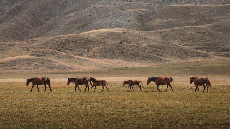 Free stock image of Wild Horse Family created by Ahmet Yuksek