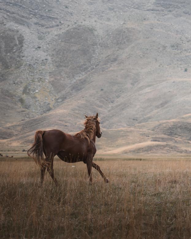 Free stock image of Lone Horse created by Ahmet Yuksek