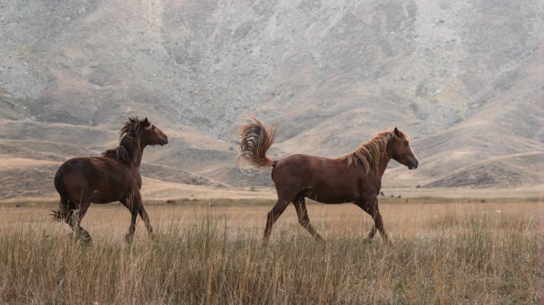 Free stock image of Running  Horses created by Ahmet Yuksek