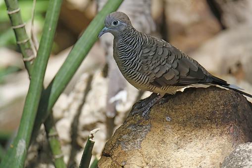 Free Stock Photo of Dove in nature