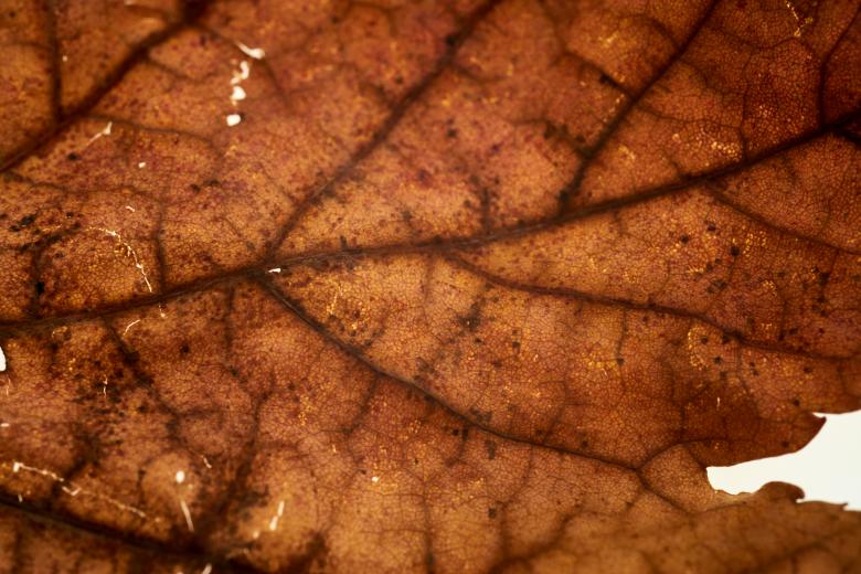 Free stock image of Dried Fall Leaf created by Seacoast sage