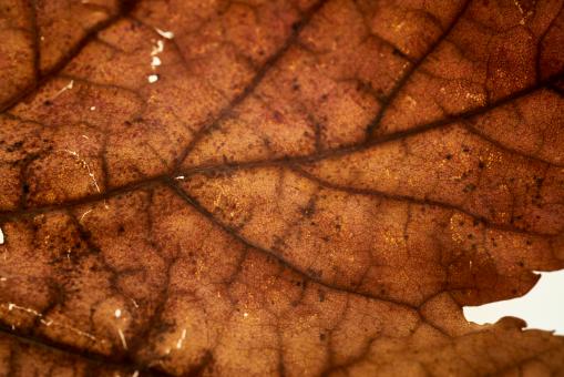 Dried Fall Leaf