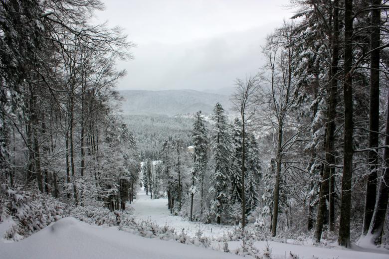 Free stock image of Snowy Forest Landscape with Mountains in Winter created by Teodor Costachioiu