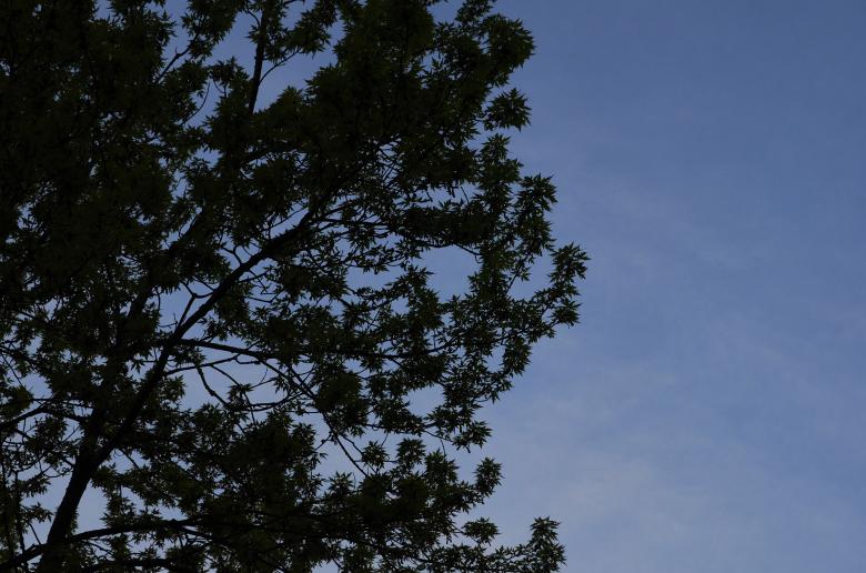Free stock image of Tree Silhouette Nature created by Secret Agency