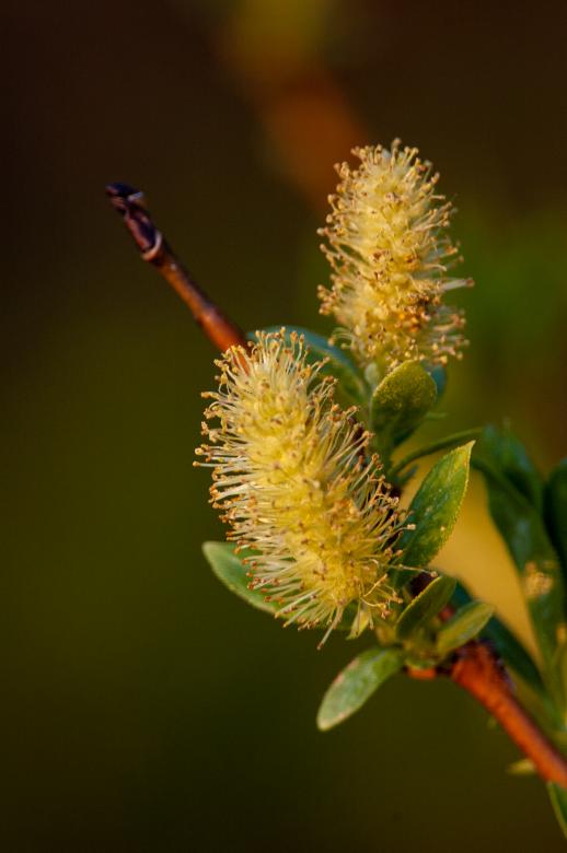 Free stock image of Pussy willow nature created by Matt Bango