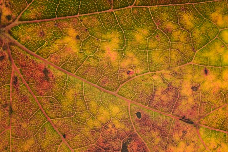 Free stock image of Macro fall leaf created by Nature Backgrounds