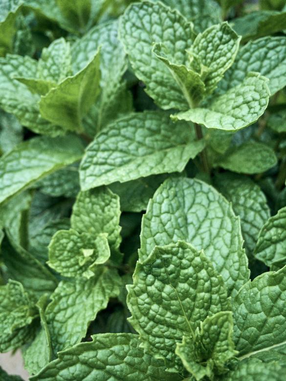 Free stock image of Fresh Mint Leaves created by Nature Backgrounds