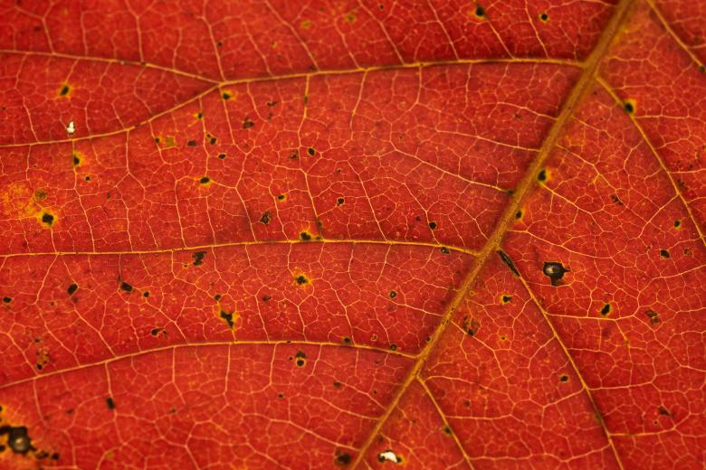 Free stock image of Autumn Leaf created by Nature Backgrounds