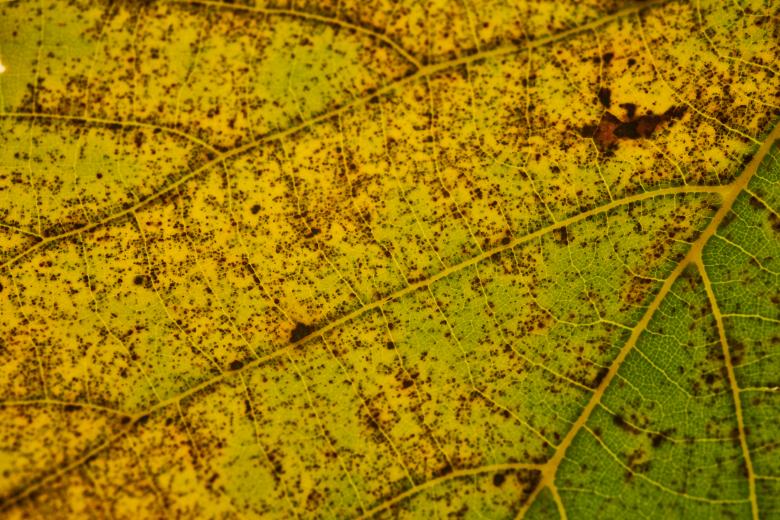 Free stock image of Macro Leaf Texture created by Nature Backgrounds