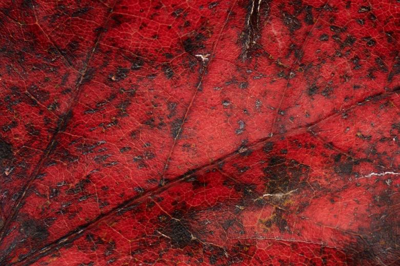 Free stock image of Fall leaf texture created by Nature Backgrounds