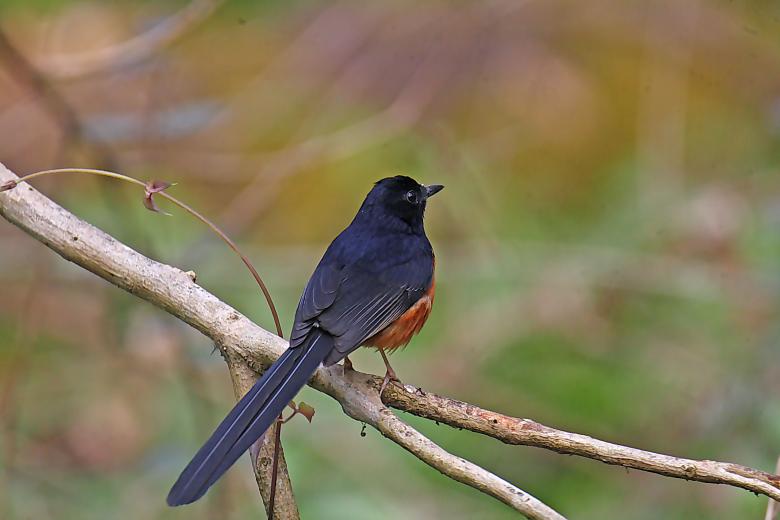 Free stock image of white rump shama created by sylvester alphonso