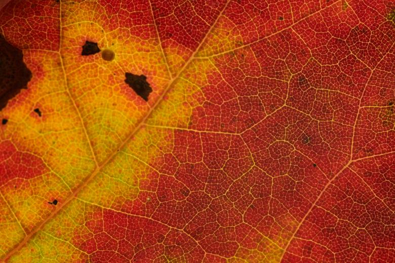 Free stock image of Autumn Leaf Texture created by Nature Backgrounds