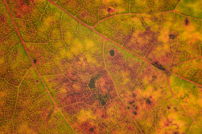 Free stock image of Fall Leaf Texture created by Nature Backgrounds