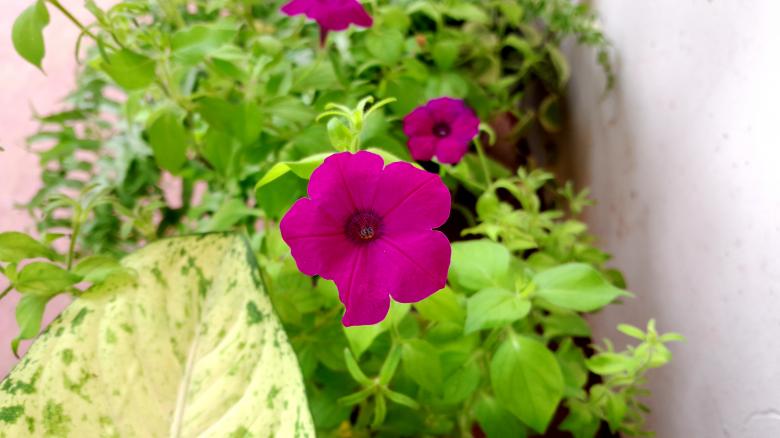 Free stock image of Bright pink petunia in bloom created by Infinity Focus