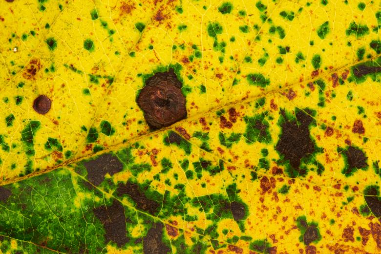 Free stock image of Autumn leaf texture created by Nature Backgrounds