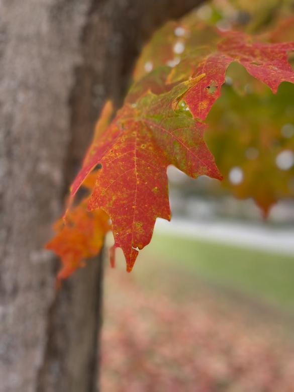 Free stock image of Fall maple leaf created by Nature Backgrounds