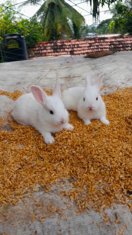 Free stock image of Adorable Little White Rabbits Resting created by Infinity Focus
