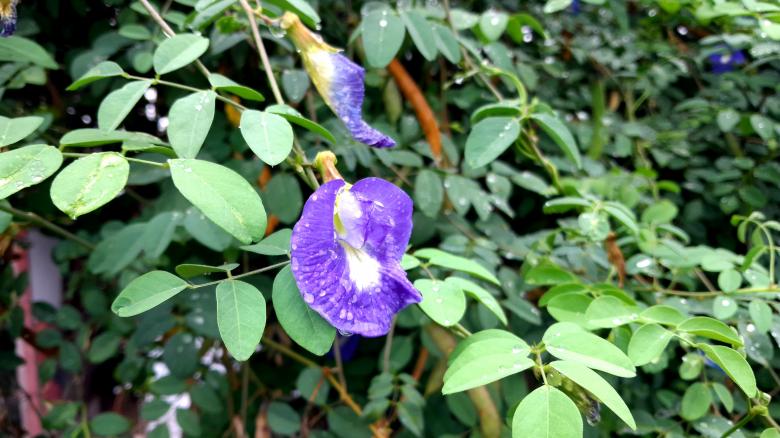 Free stock image of Asian Pigeonwings Flower created by Infinity Focus