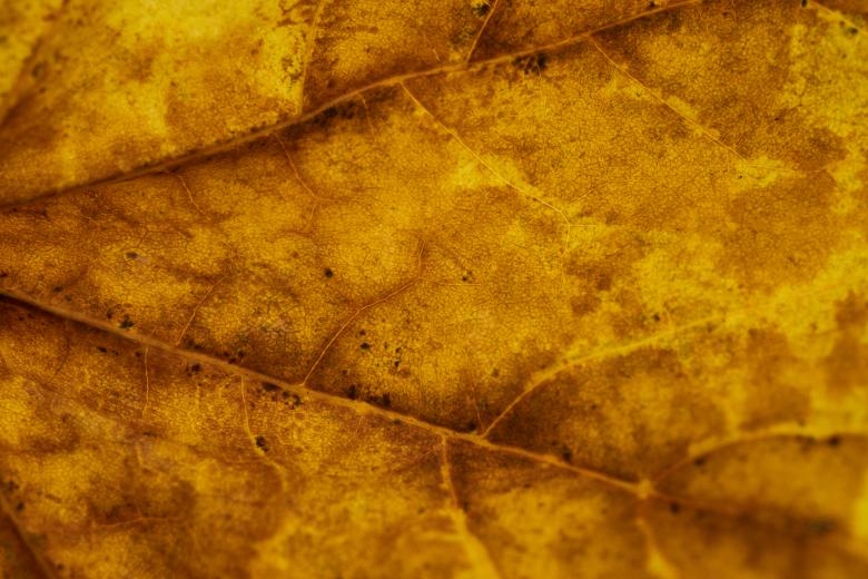 Free stock image of Autumn Leaf Texture created by Nature Backgrounds