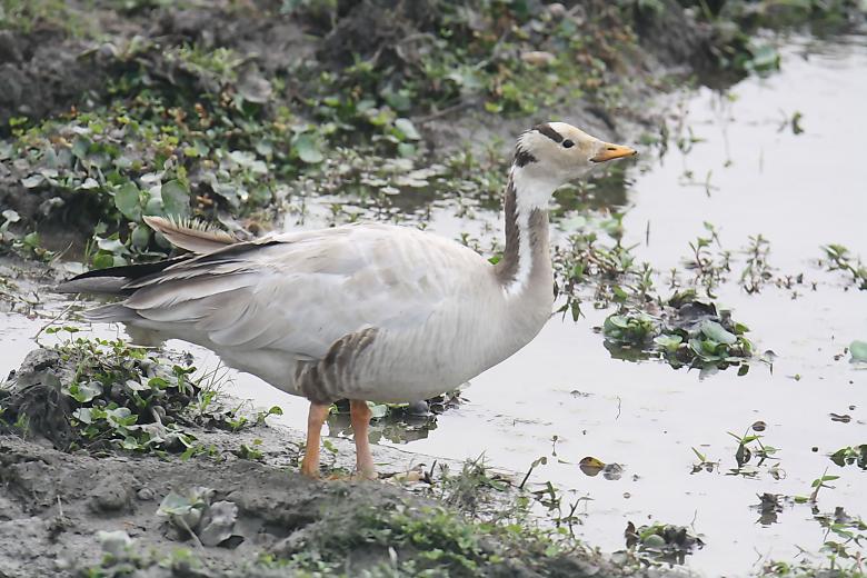 Free stock image of Standing Goose created by sylvester alphonso