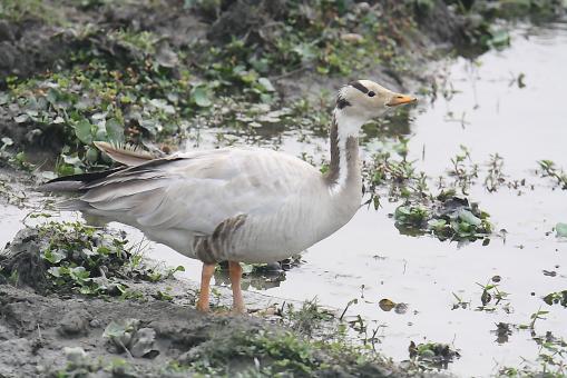 Free Stock Photo of Standing Goose